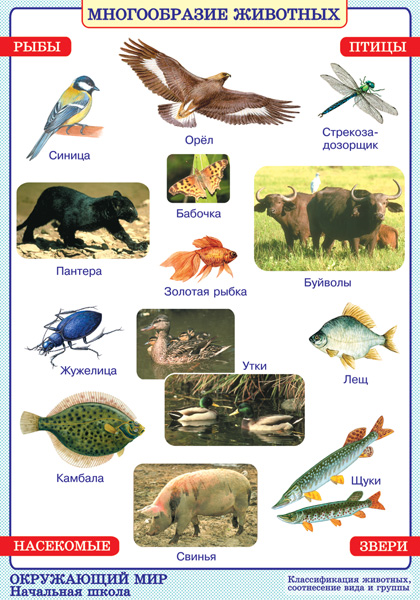 Группы животных 1 класс окружающий. Разнообразие животных плакат. Наглядности по окружающему миру в начальной школе. Наглядные пособия по окружающему миру. Разнообразие животных Плешаков.